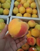 砀山再被国度点名竟然是桃子惹的事！ 